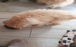 German Shepherd dogs for sale: Stunning white puppy 6 months old ready now in Horsham - Image 17