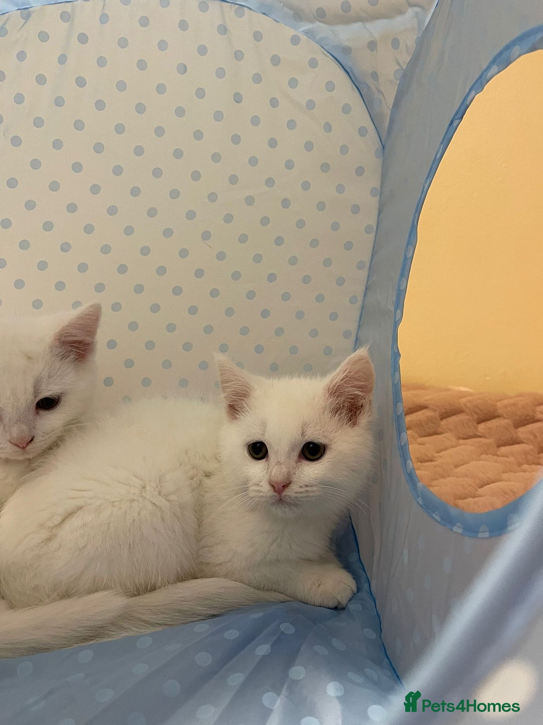 Ragdoll cats for sale: Ragdoll cross British Short Hair Kittem  - Advert 7