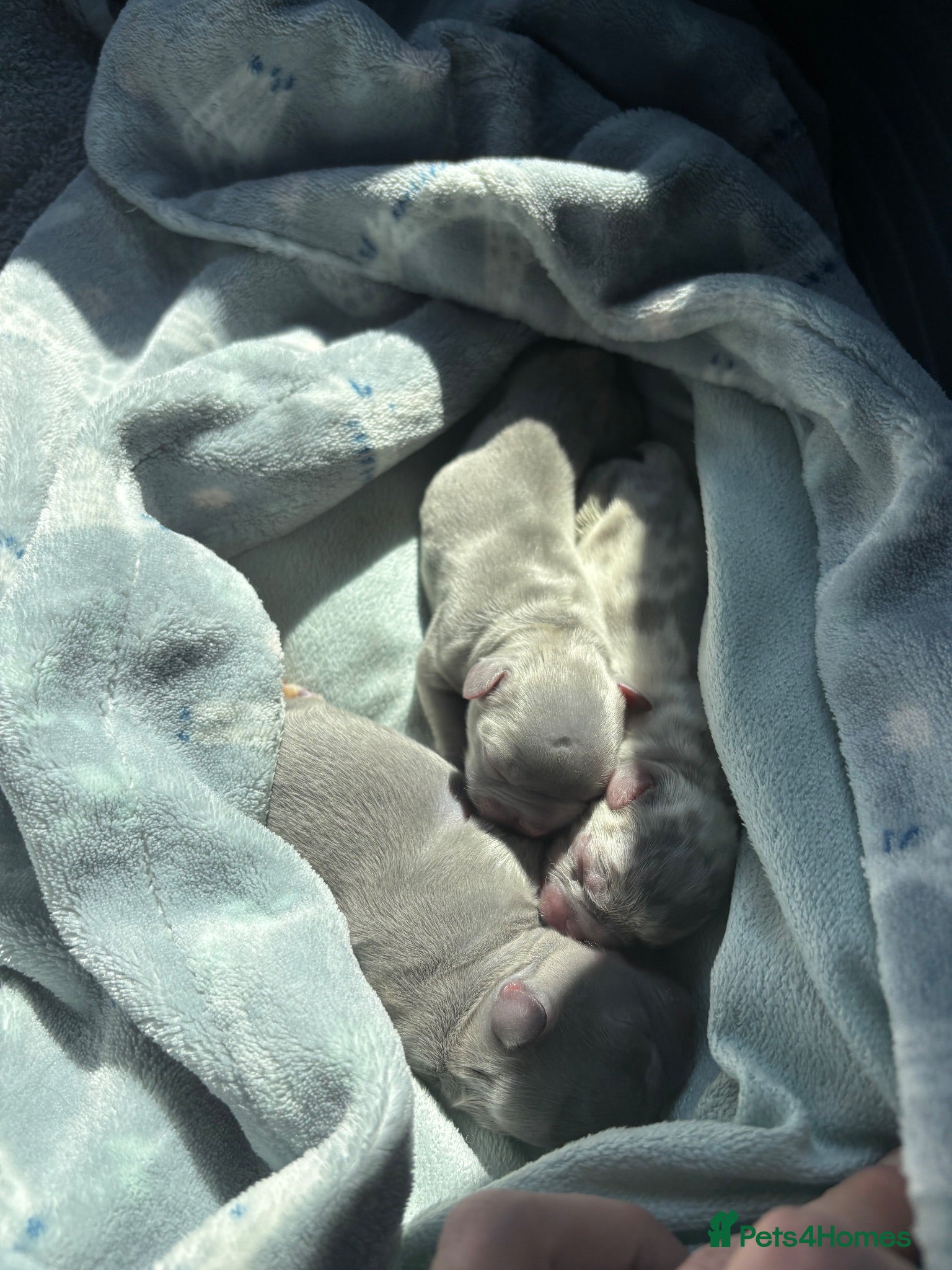French Bulldog dogs Visual fluffy French bulldog puppies  - Advert 1