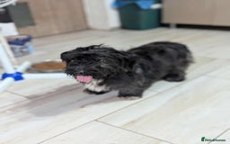 Mixed Breed dogs for adoption: Small playful girl needs a home with another dog - Image 2