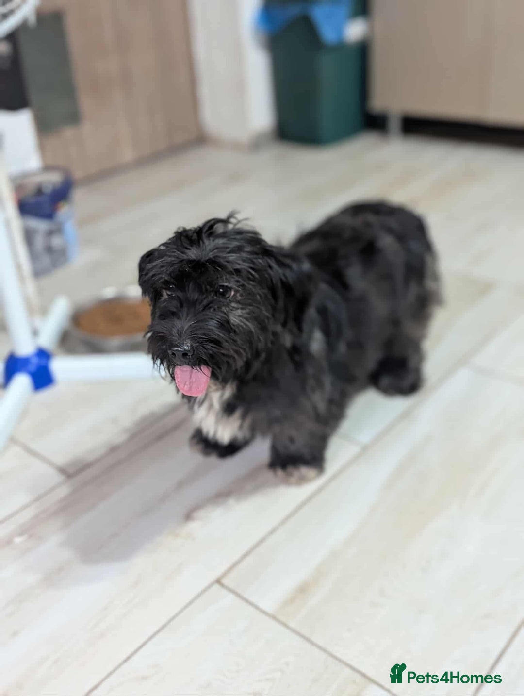 Mixed Breed dogs for adoption: Small playful girl needs a home with another dog - Image 2