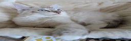 Ragdoll cats for sale: GCCF Full Pedigree Ragdoll Kittens - Advert 2