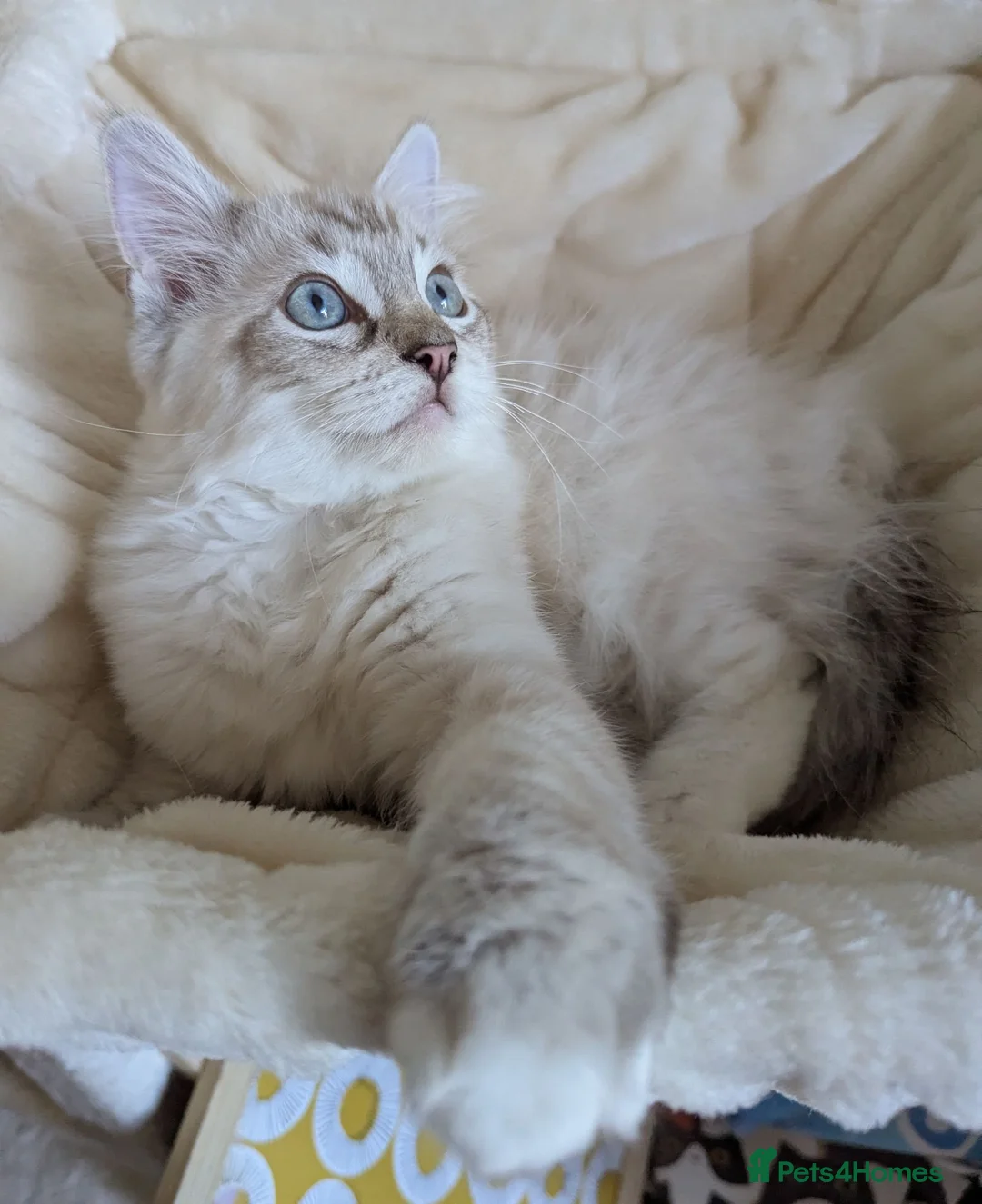 Ragdoll cats for sale: GCCF Full Pedigree Ragdoll Kittens - Advert 2