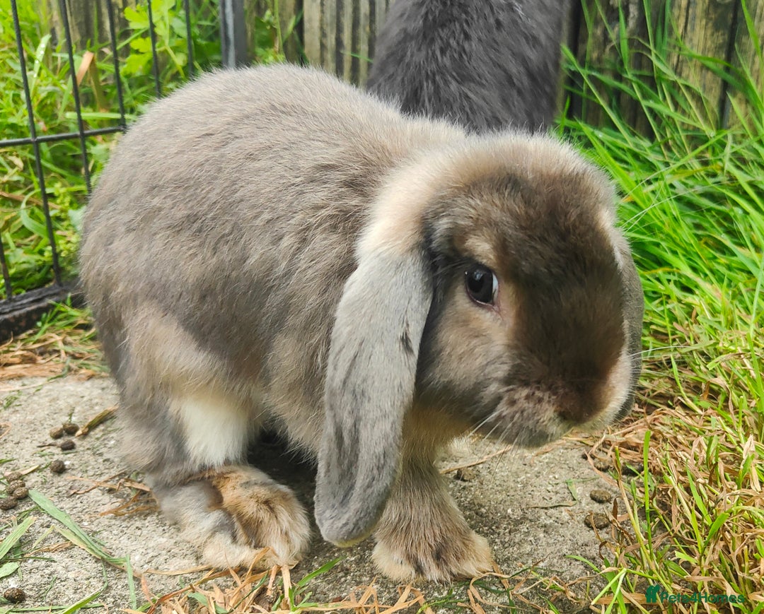 Mini Lop rabbits for sale: Mini lop  - Image 3