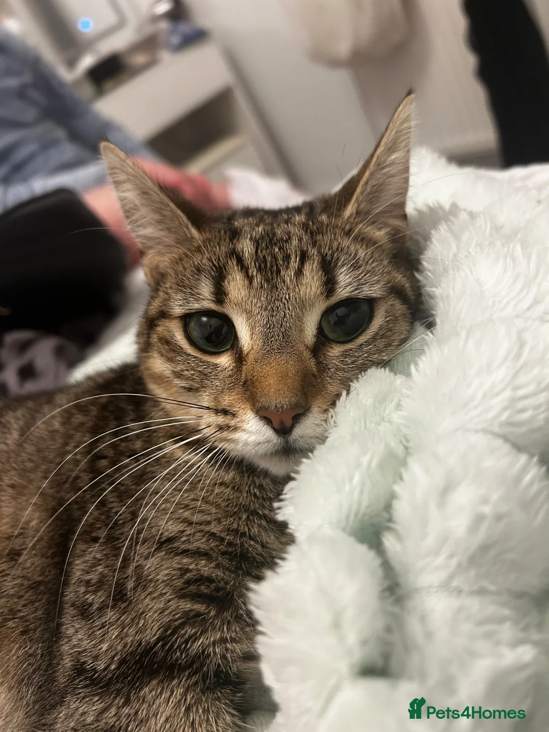Mixed Breed cats for sale: Kittens for sale in Chatham - Advert 4