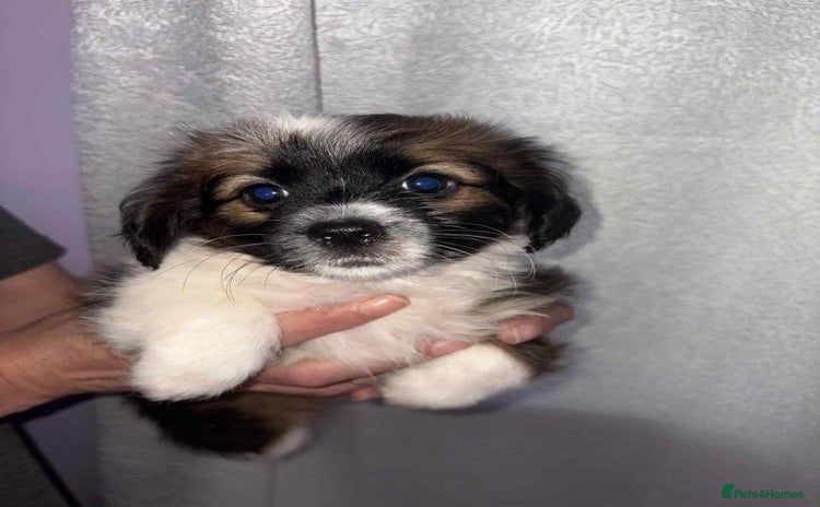 Mixed Breed dogs - Advert 1