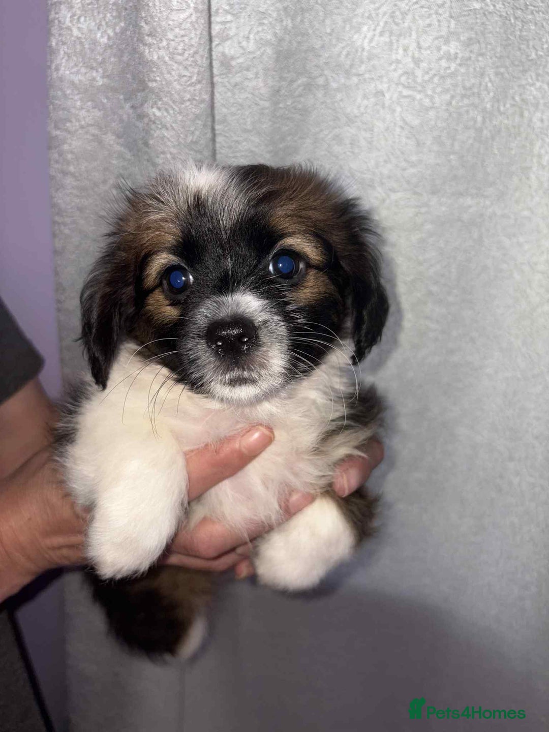 Mixed Breed dogs for sale: Mixed breed puppies for sale - Image 1