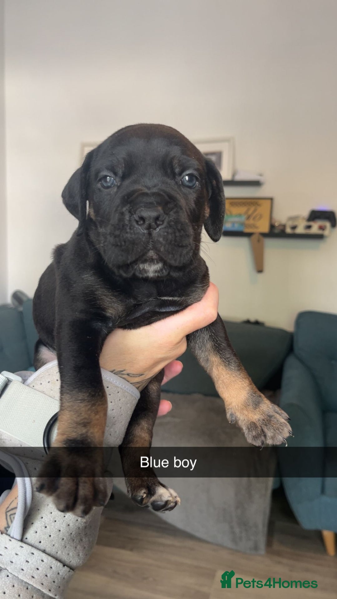 Cane Corso dogs for sale: Beautiful Cane Corso Puppies - Image 2