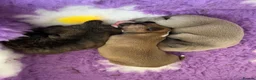 Whippet dogs for sale: Outstanding Male Whippets - Advert 4