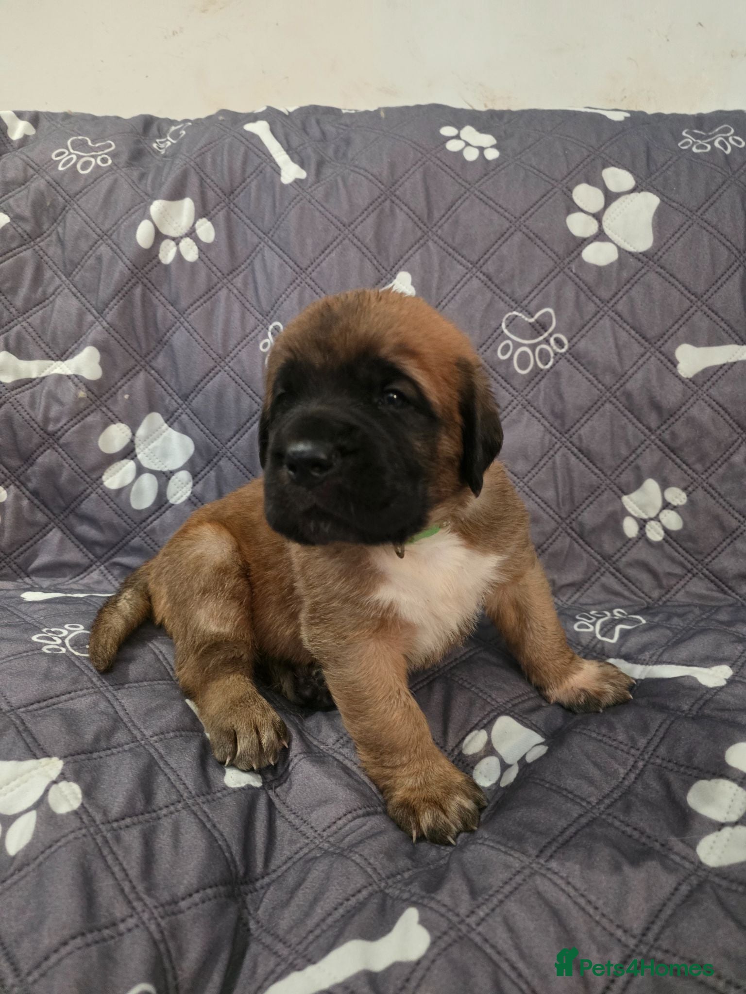 Saint Bernard dogs Saint de bordeaux puppies  - Advert 3