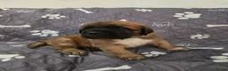 Saint Bernard dogs for sale: Saint de bordeaux puppies  - Advert 10