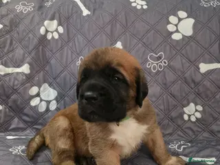 Saint Bernard dogs Saint de bordeaux puppies - Advert 4