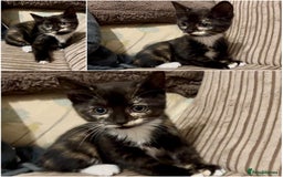 Mixed Breed cats for sale: Lovely kittens ready now  - Image 4