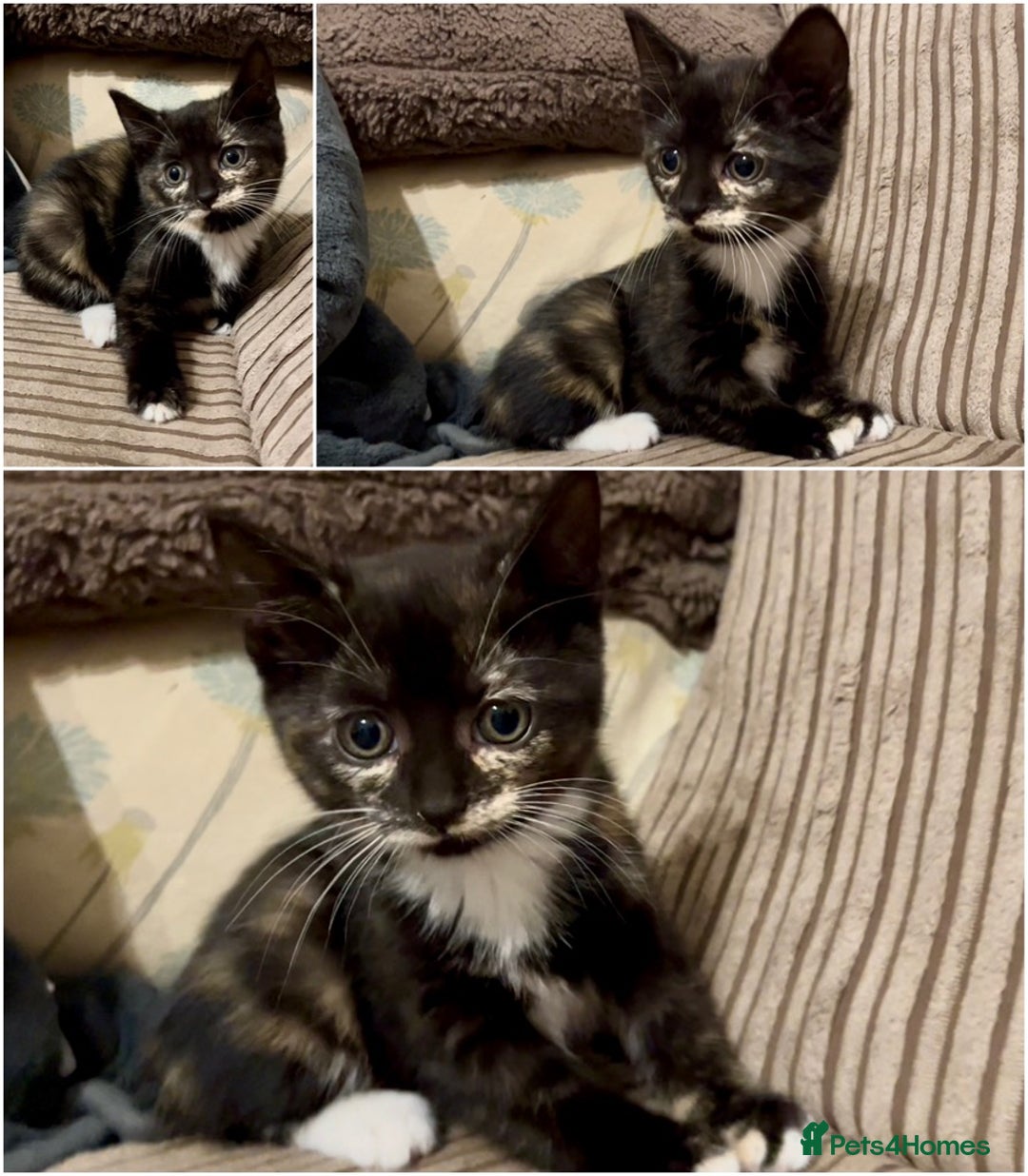 Mixed Breed cats for sale: Lovely kittens ready now  - Image 4