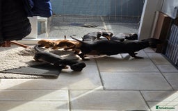 Miniature Dachshund dogs for sale: Stunning smooth haired babies - Image 3