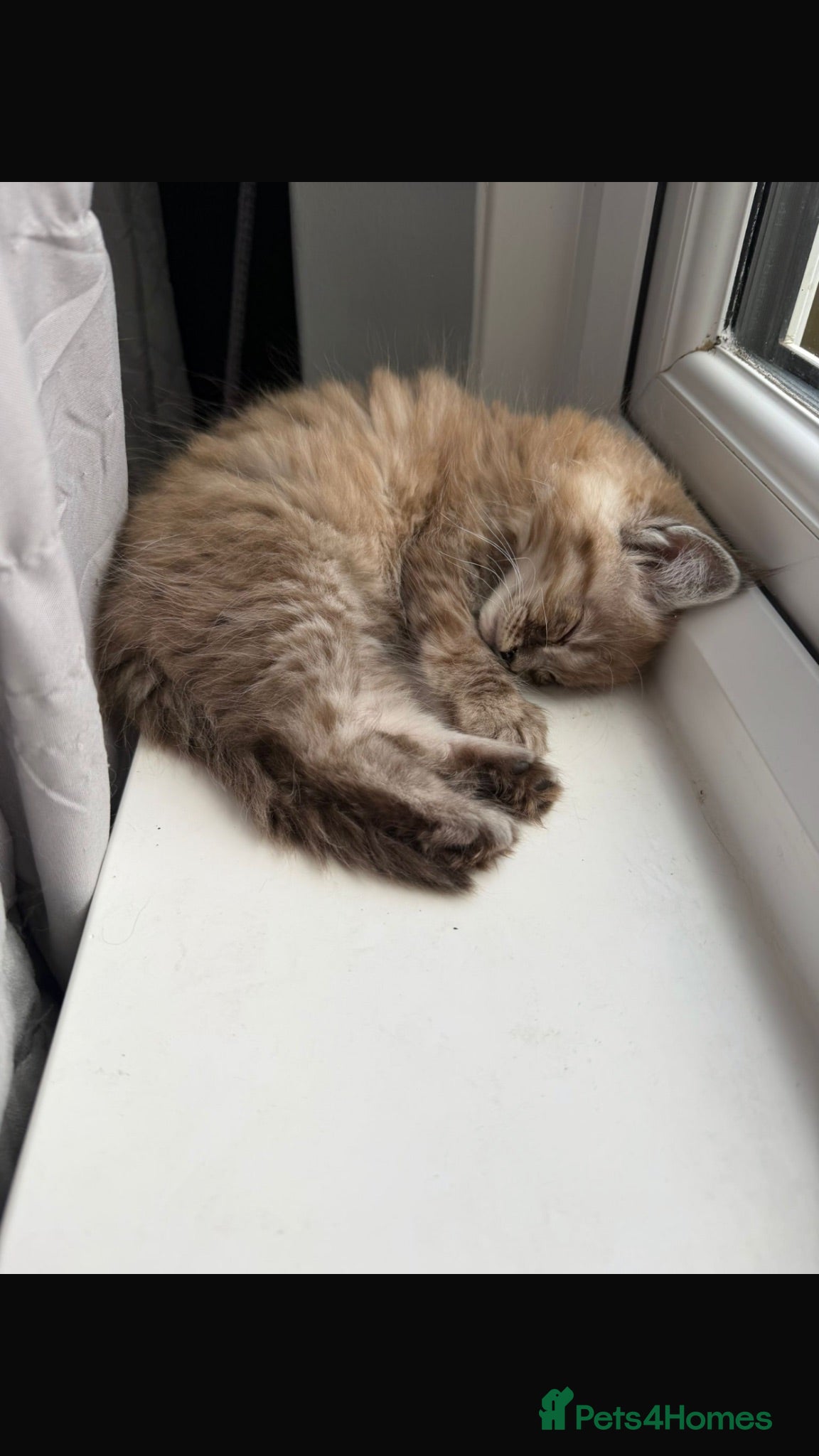 Maine Coon cats READY TO GO🏡🏡 Gaint mainecoon babies - Advert 1