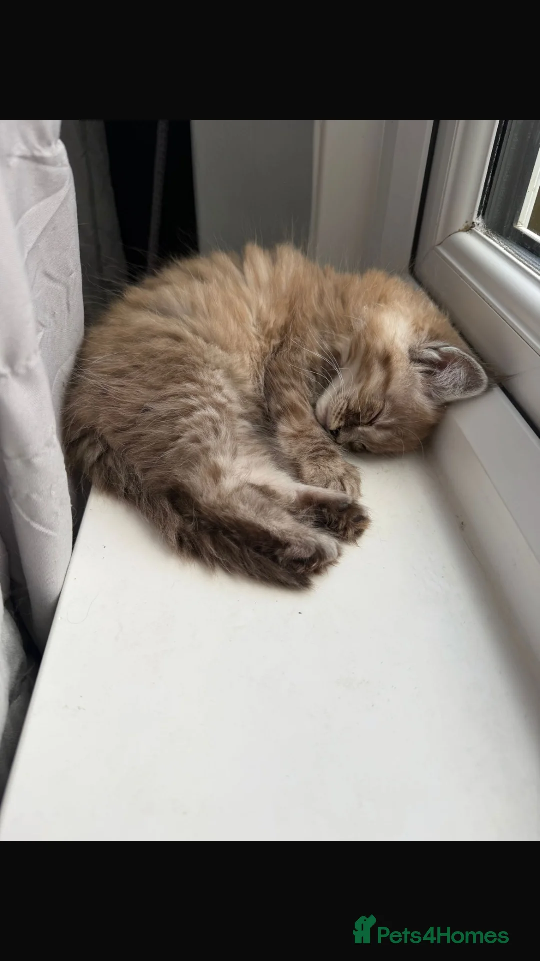 Maine Coon cats for sale: READY TO GO🏡🏡 Gaint mainecoon babies - Advert 2