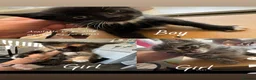 Mixed Breed cats for sale: Kittens available now  - Advert 6