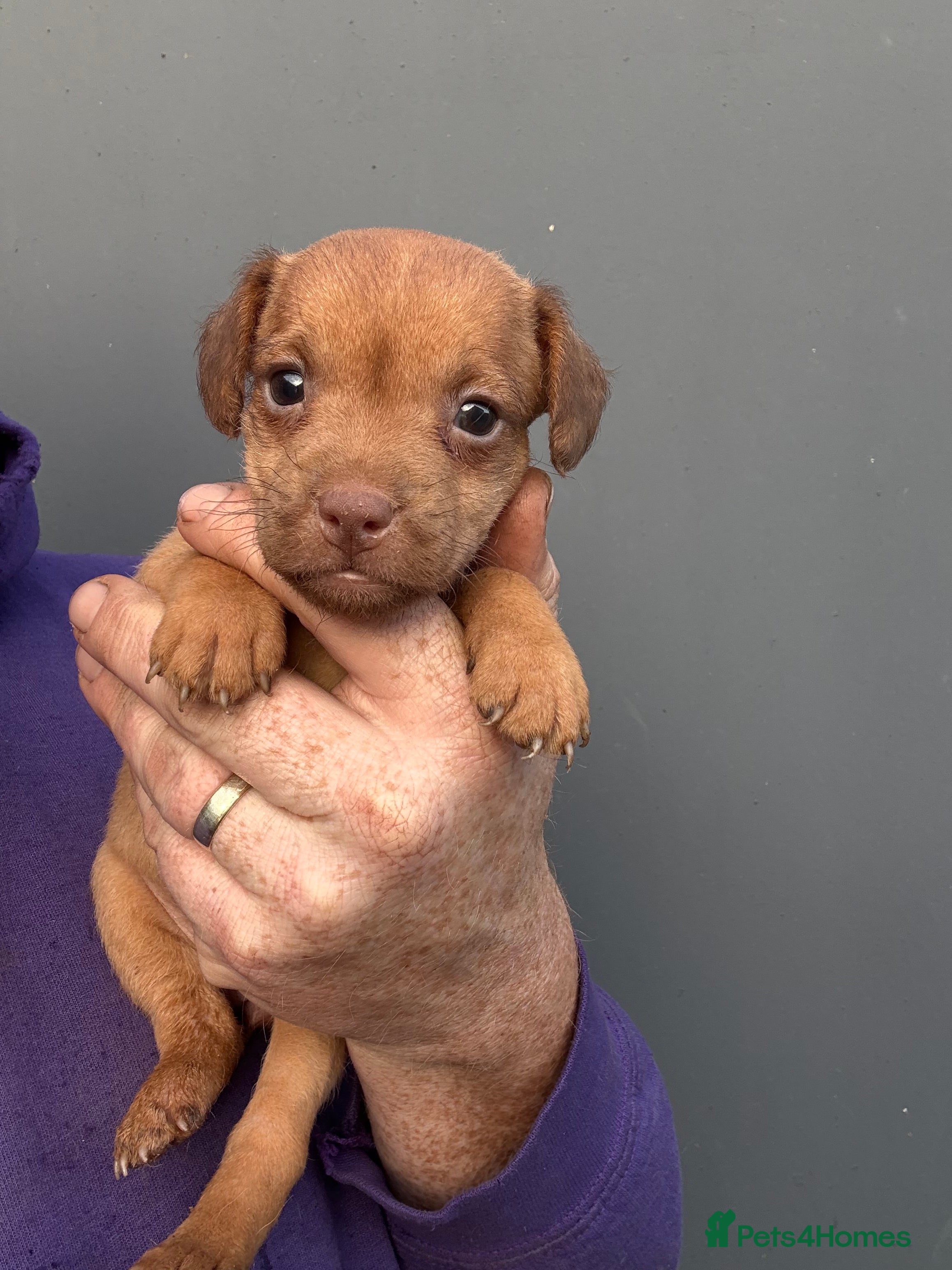 Patterdale Terrier dogs Ready Late December  - Advert 1