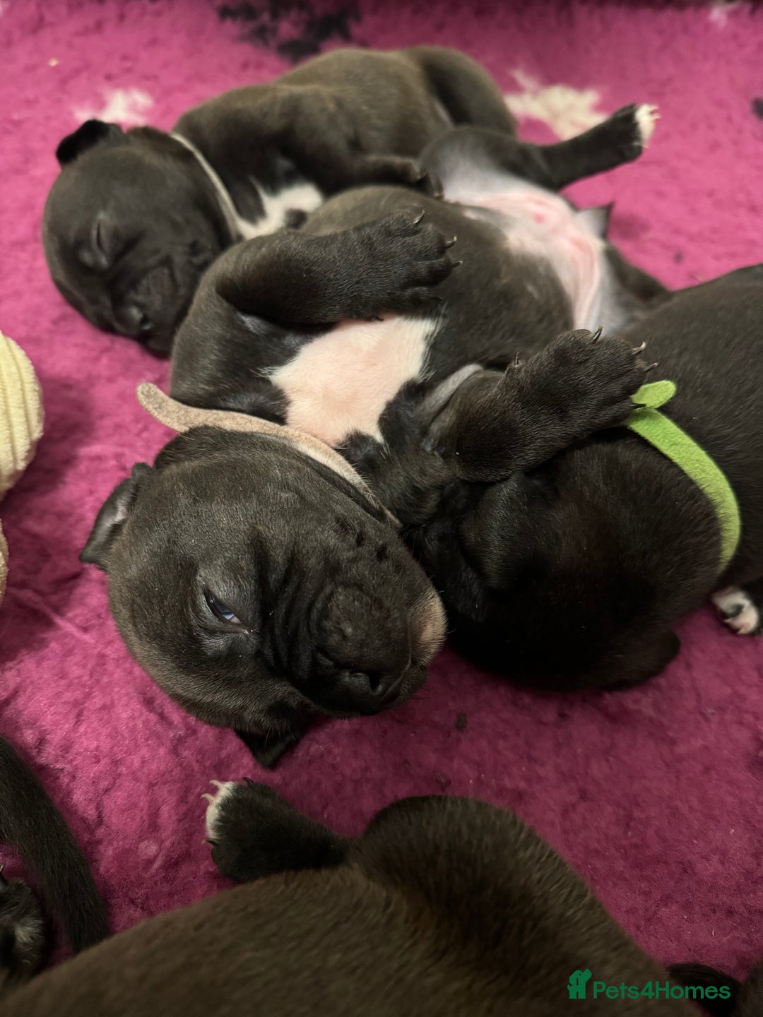 Staffordshire Bull Terrier dogs for sale: KC Staffordshire bull terrier puppies  - Advert 13