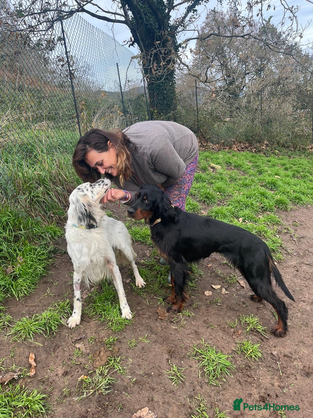 English Setter dogs for adoption: Ola   - Advert 8