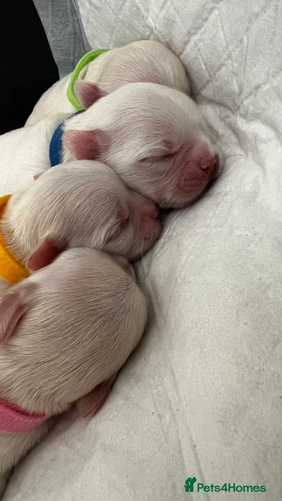 Chihuahua dogs for sale:  Long Coat Chihuahua Puppies - Advert 8