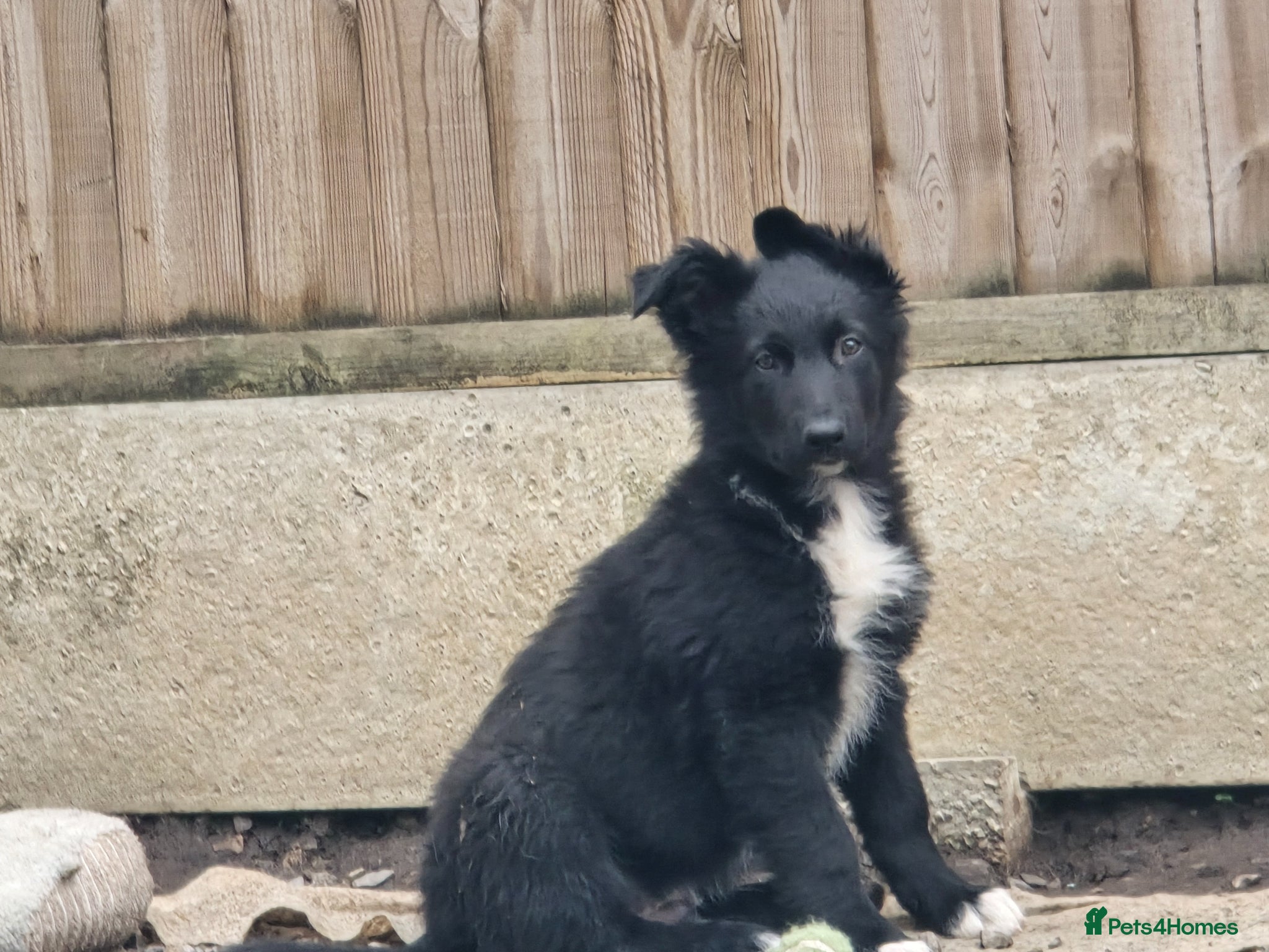 Mixed Breed dogs 💥2 BOYS LEFT💥💕8 black beautiful shollie pups💕 - Advert 16