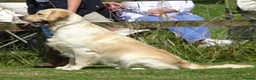 Golden Retriever dogs for stud: Cesarka Golden Retrievers in Conwy - Advert 10