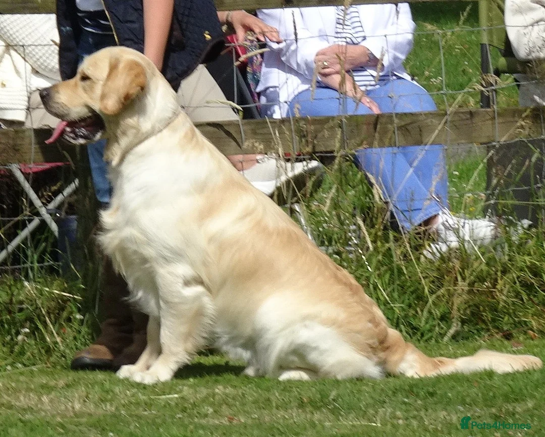 Golden Retriever dogs for stud: Cesarka Golden Retrievers in Conwy - Advert 10