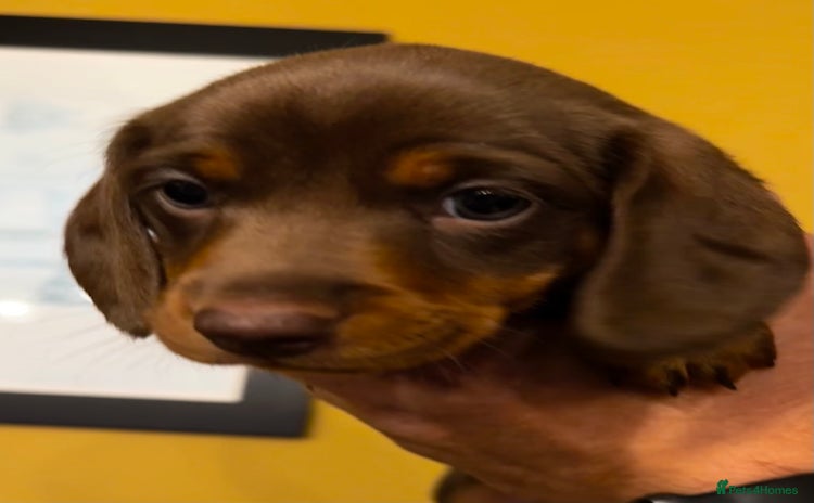 Miniature Dachshund dogs in Mirfield - Advert 7