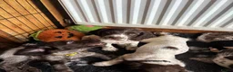 Sprocker dogs for sale: Beautiful litter of sprocker pups - Advert 11