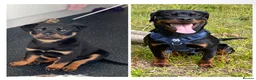 Rottweiler dogs for sale: Male Rottweiler  in Maidstone - Advert 1