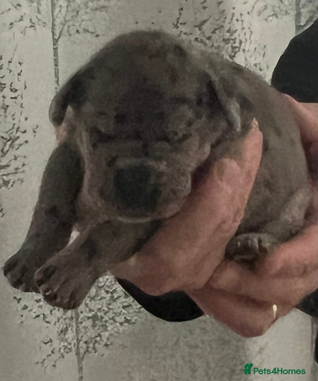 Great Dane dogs for sale: Purebred Great Dane Puppies – European Bloodline  - Advert 15