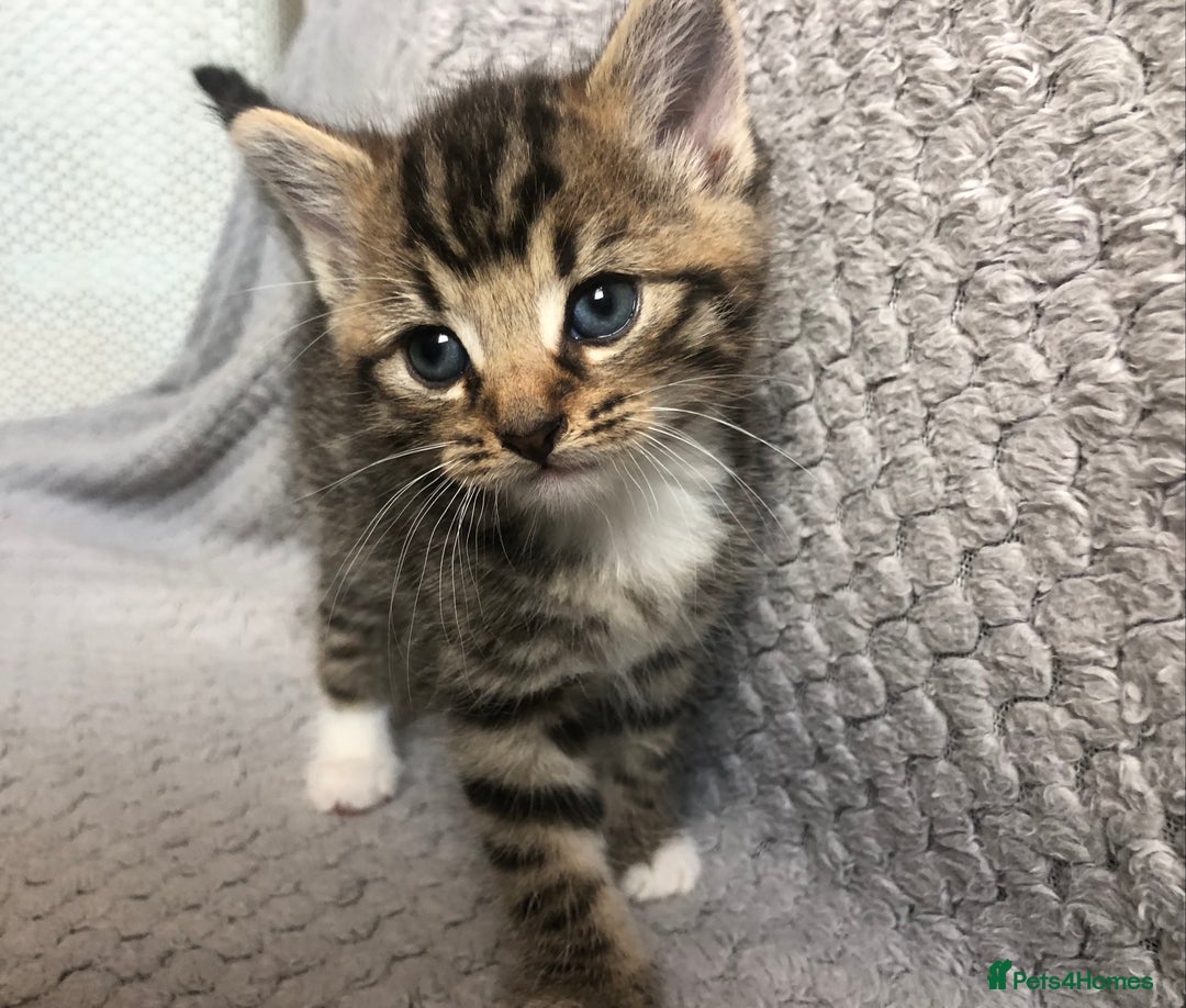 Mixed Breed cats for sale: Gorgeous Tabby kittens 7 weeks old  - Image 2