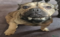 French Bulldog dogs for sale: Frenchie URGENTLY seeking new home  - Image 2