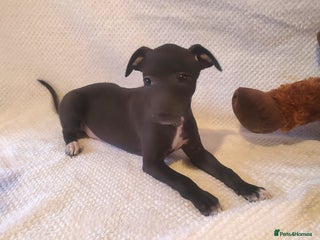 Italian Greyhound dogs Full bred Italian greyhound pups - Advert 4