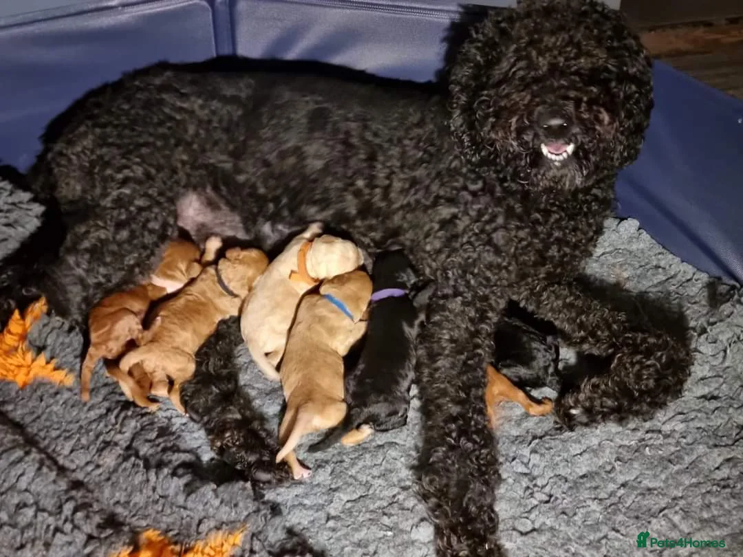 Labradoodle dogs for stud: Bailey the stud  in Glasgow - Advert 13