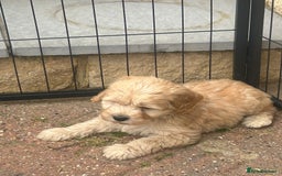 Cockapoo dogs for sale: F1 cockapoo puppies 5 boys  - Image 15