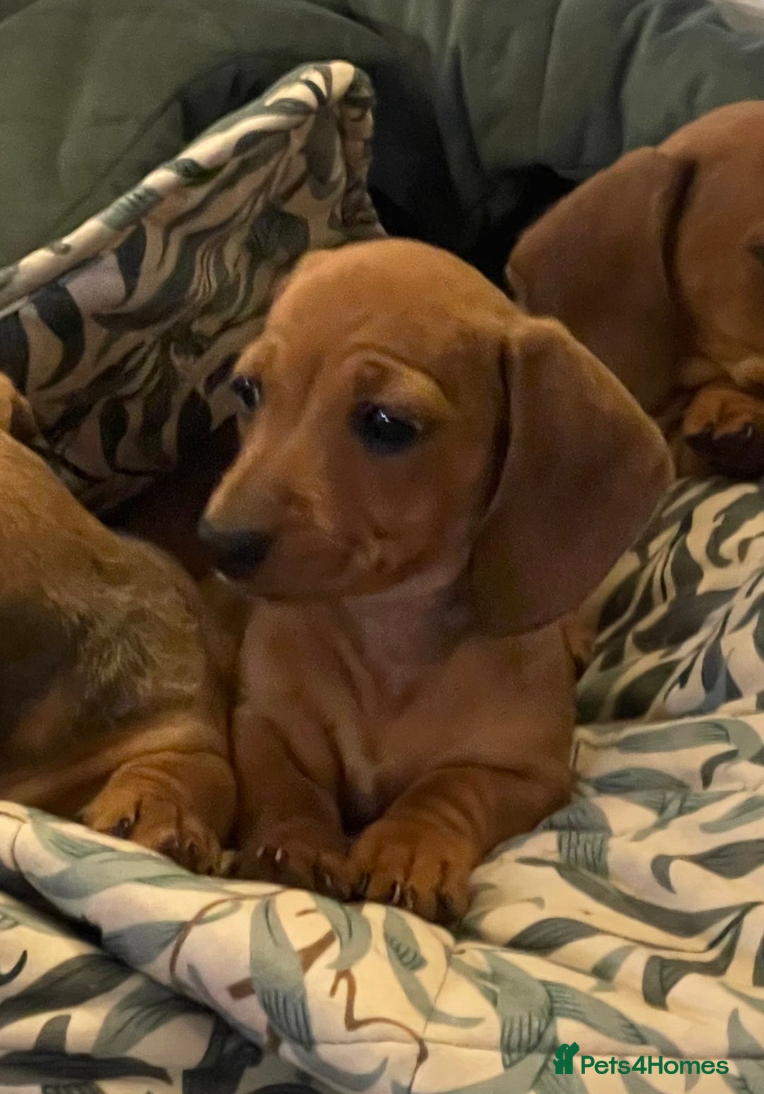 Miniature Dachshund dogs for sale: 🌭 Little Sausages Looking for Big Love! ❤️🐾 - Image 22
