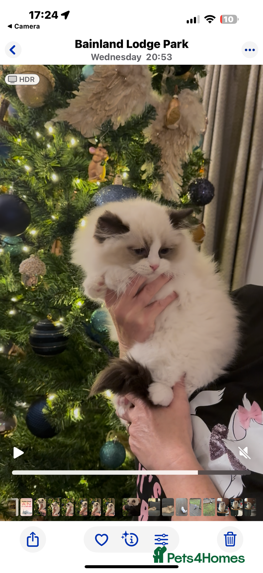 Ragdoll cats for sale: Stunning GCCF/TICA Purebred Reg Ragdoll Kittens - Advert 4