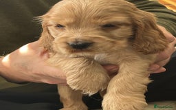 Cocker Spaniel dogs for sale: Stunning KC Reg Show Cocker, health tested mum - Advert 21