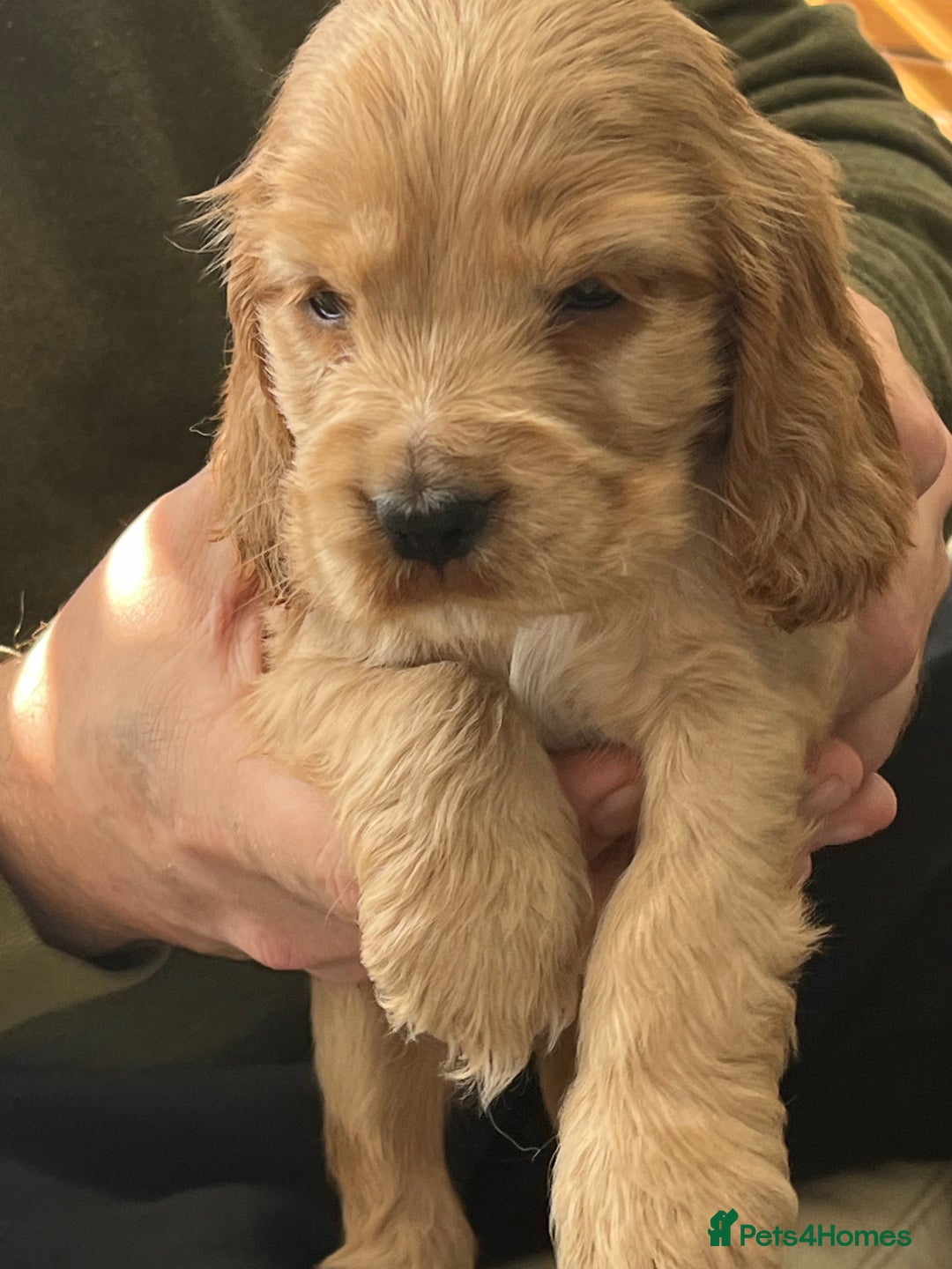 Cocker Spaniel dogs for sale: Stunning KC Reg Show Cocker, health tested mum - Advert 21