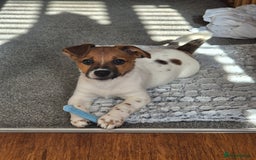 Jack Russell dogs for sale: Beautiful Jack Russell - Image 11