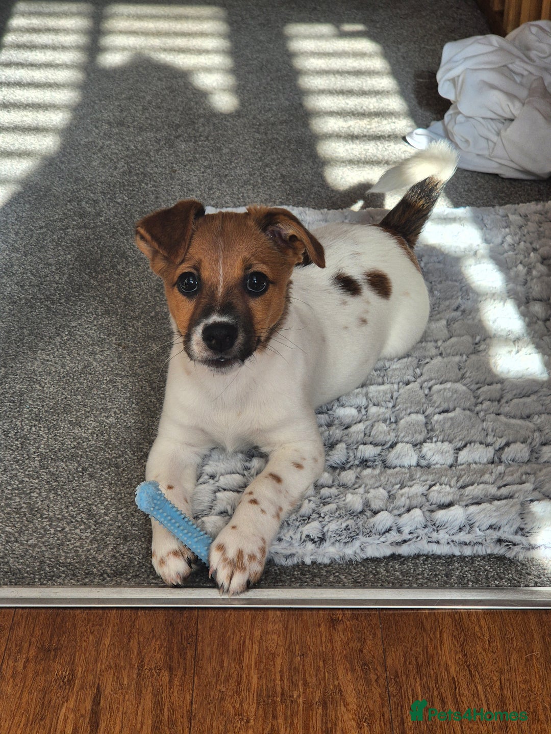 Jack Russell dogs for sale: Beautiful Jack Russell - Image 11