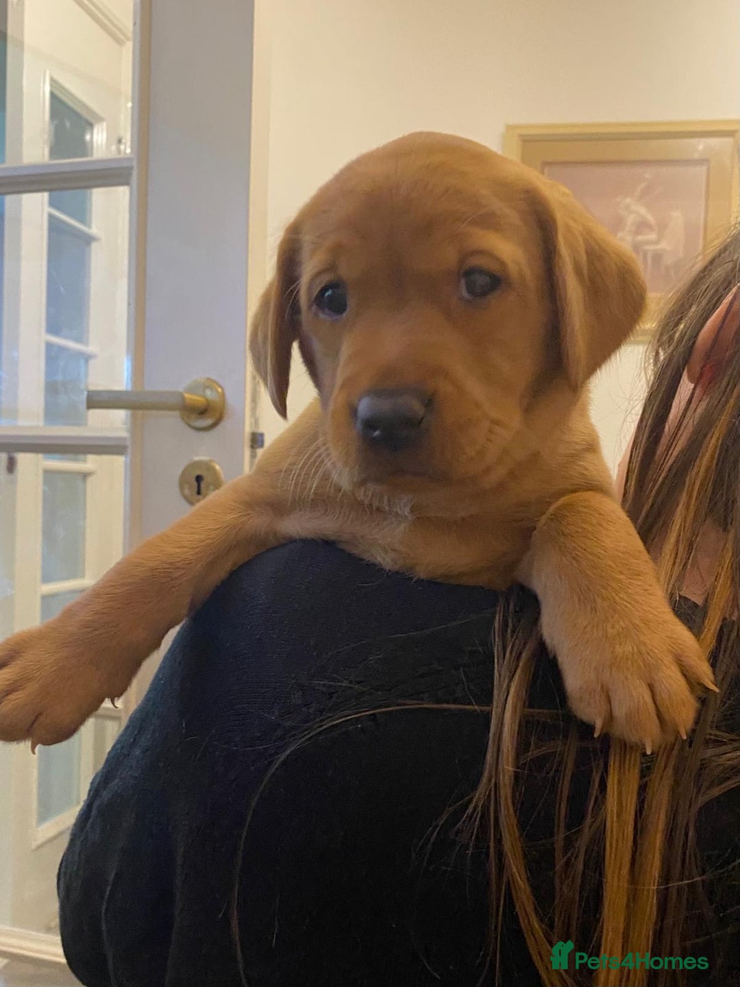 Labrador Retriever dogs for sale: Fox red labrador pups Glasgow  - Advert 32