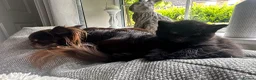Persian cats for sale: Stunning Persian Cross Kittens  in Huddersfield - Advert 16