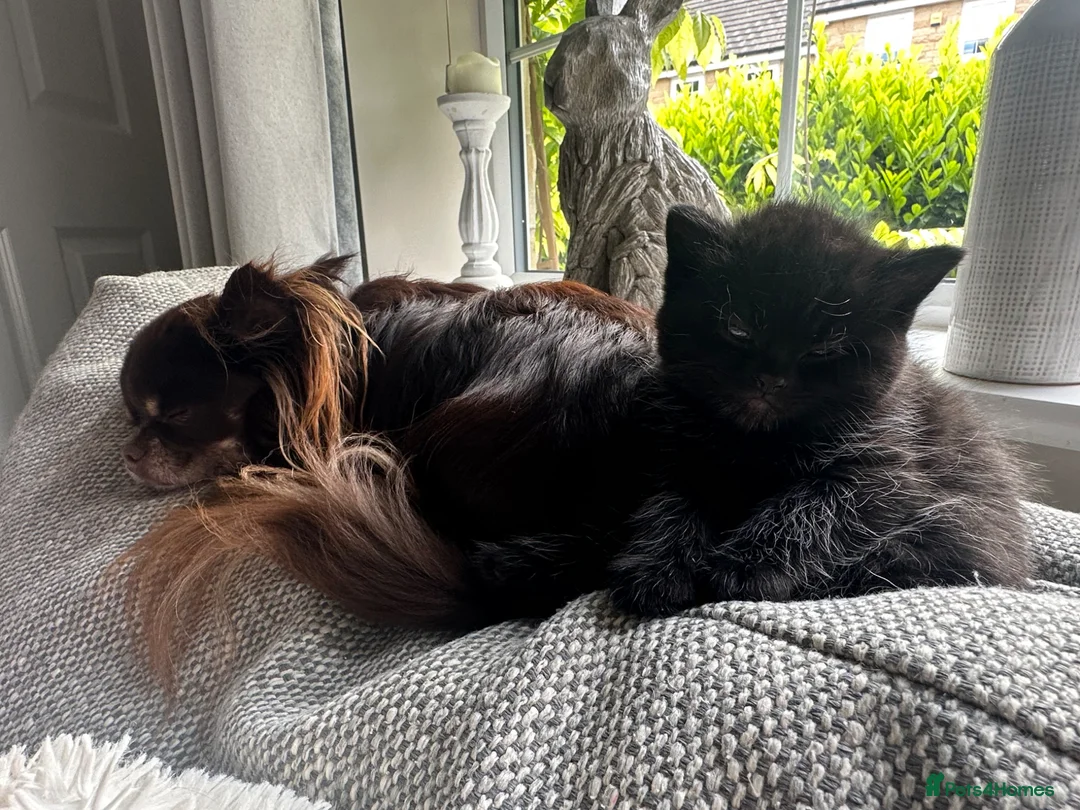 Persian cats for sale: Stunning Persian Cross Kittens  in Huddersfield - Advert 16