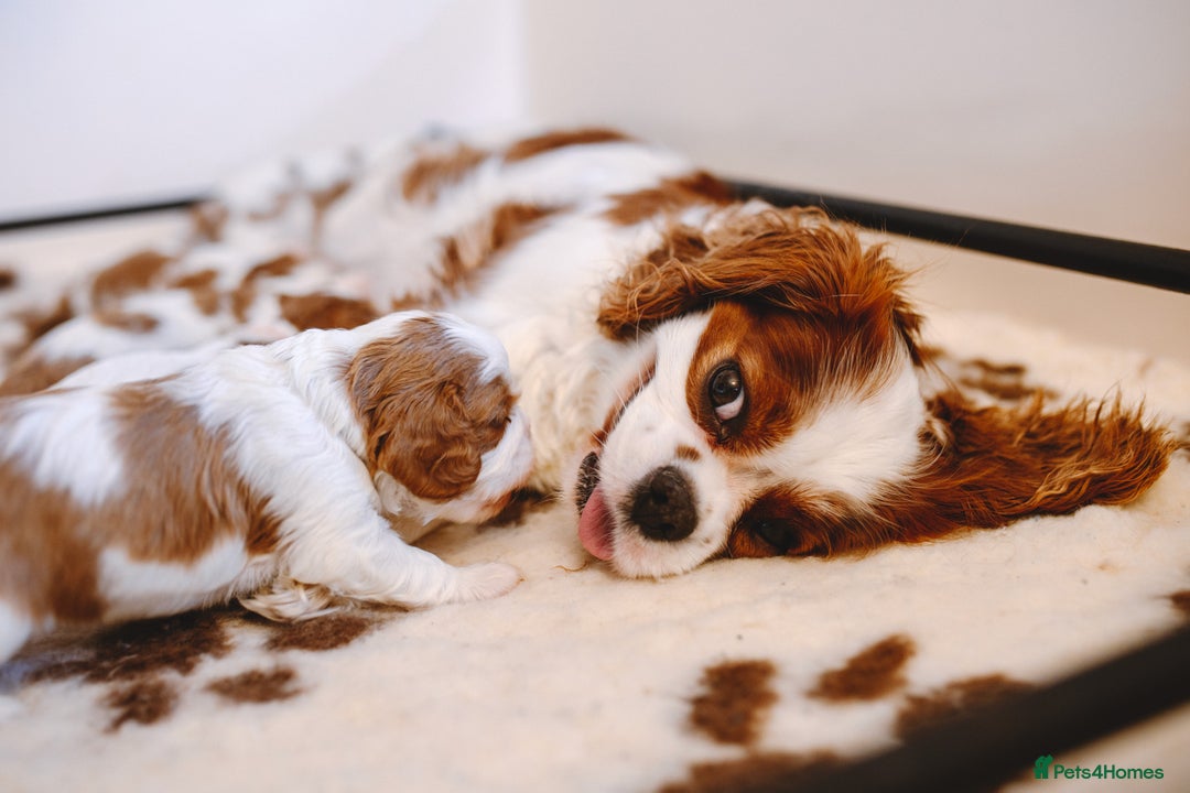 Cavalier King Charles Spaniel dogs for sale: Exquisite Lady KC reg Cavalier King Charles - Advert 12