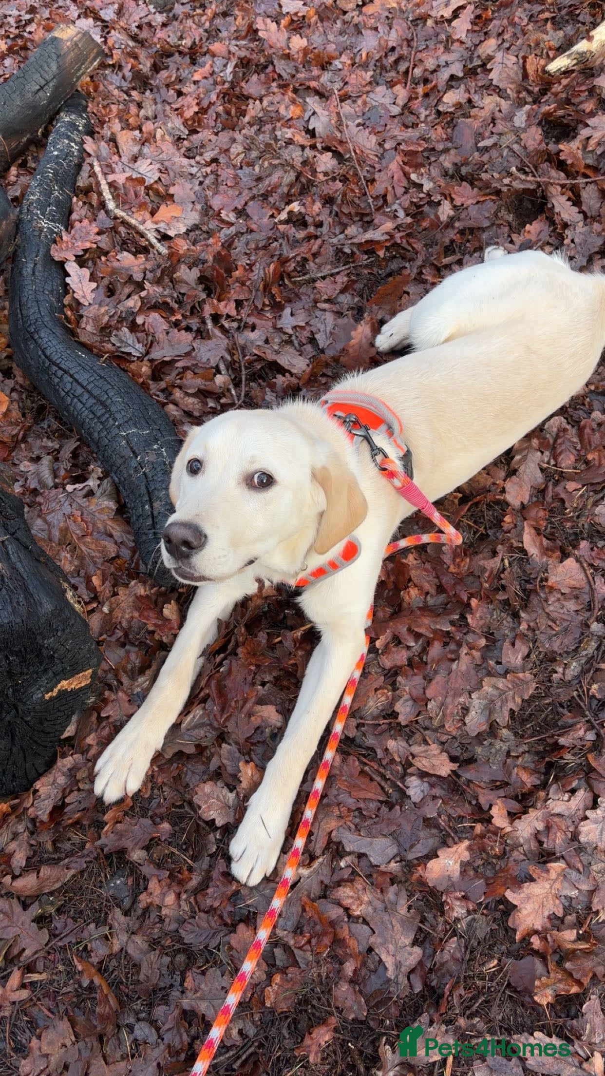 Labrador Retriever dogs Milo the Labrador  - Advert 1