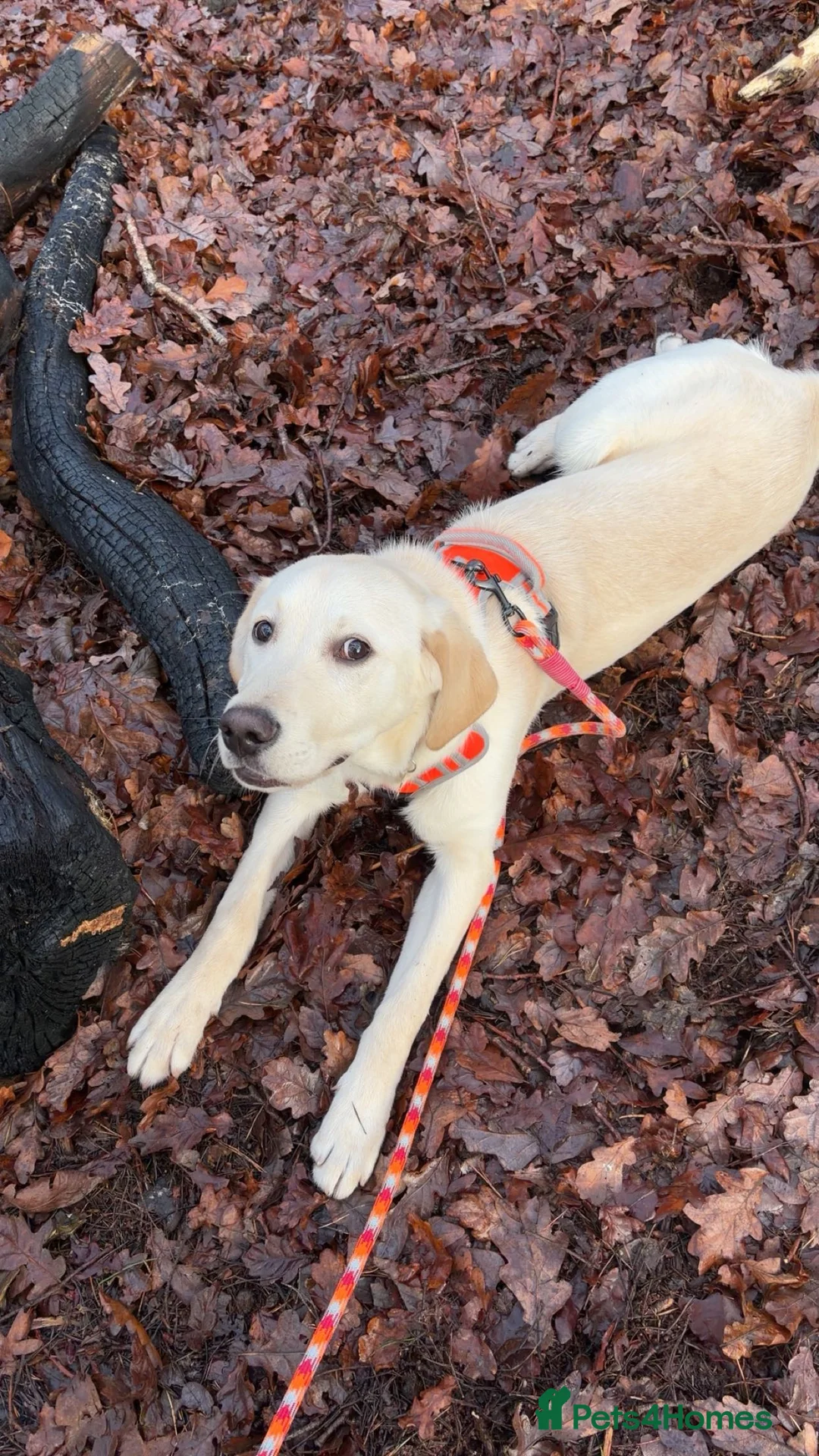 Labrador Retriever dogs for sale: Milo the Labrador  - Advert 1